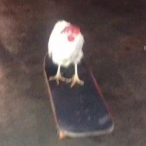 Meet your Posher, Chris